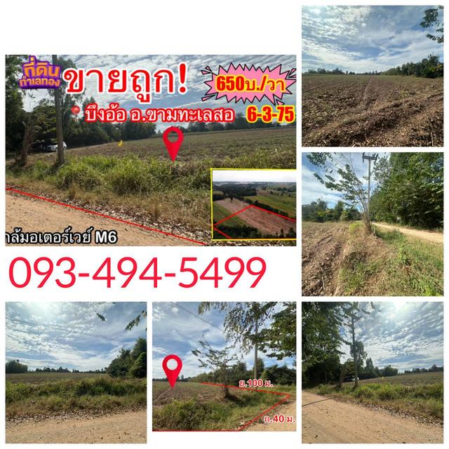 🚫ขายถูก (จำเป็นต้องขาย) ที่ดินขามทะเลสอ บ้านบึงอ้อ✅ต. บึงอ้อ อ .ขามทะเลสอ จ .นครราชสีมา