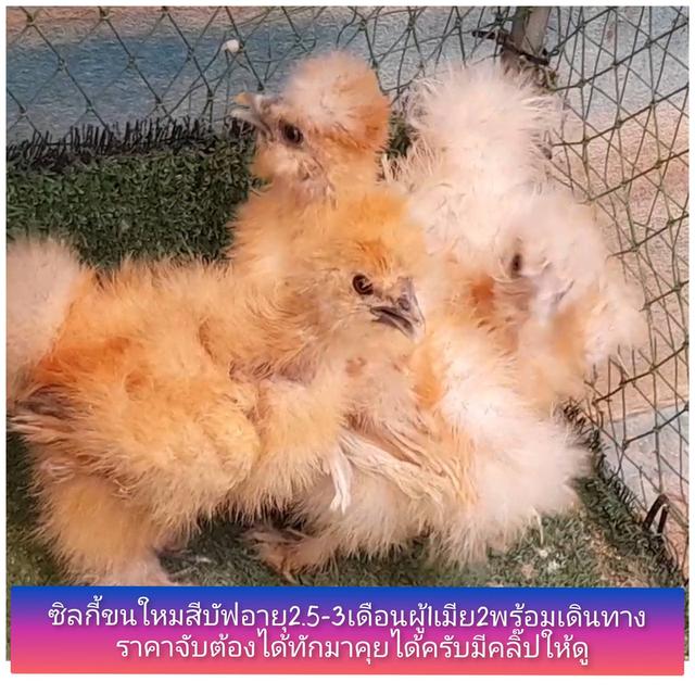 ซิลกี้ขนใหมสีบัฟอายุ2.5ดือนชุด3ตัวผู้1เมีย3ฝ2"โปรพิเศษส่งฟรีทั่วไทย"