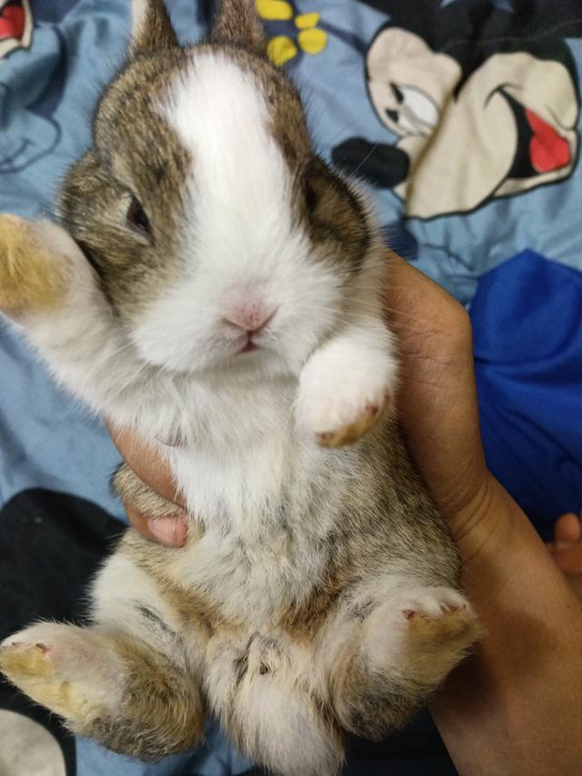 ขายกระต่ายค่ะราคาถูกคนกันเองส่งฟรีเเถวกรุงเทพ รูปที่ 6