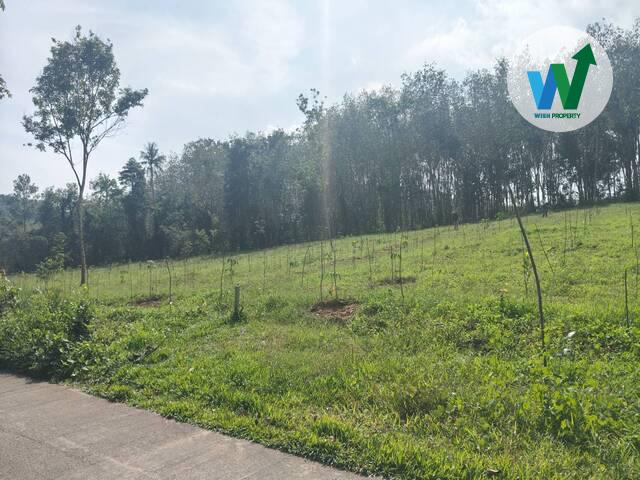 ขายสวนยางพาราแปลงใหญ่ในควนขนุน ใกล้สำนักงานที่ดินจังหวัดพัทลุงสาขาควนขุนน 6