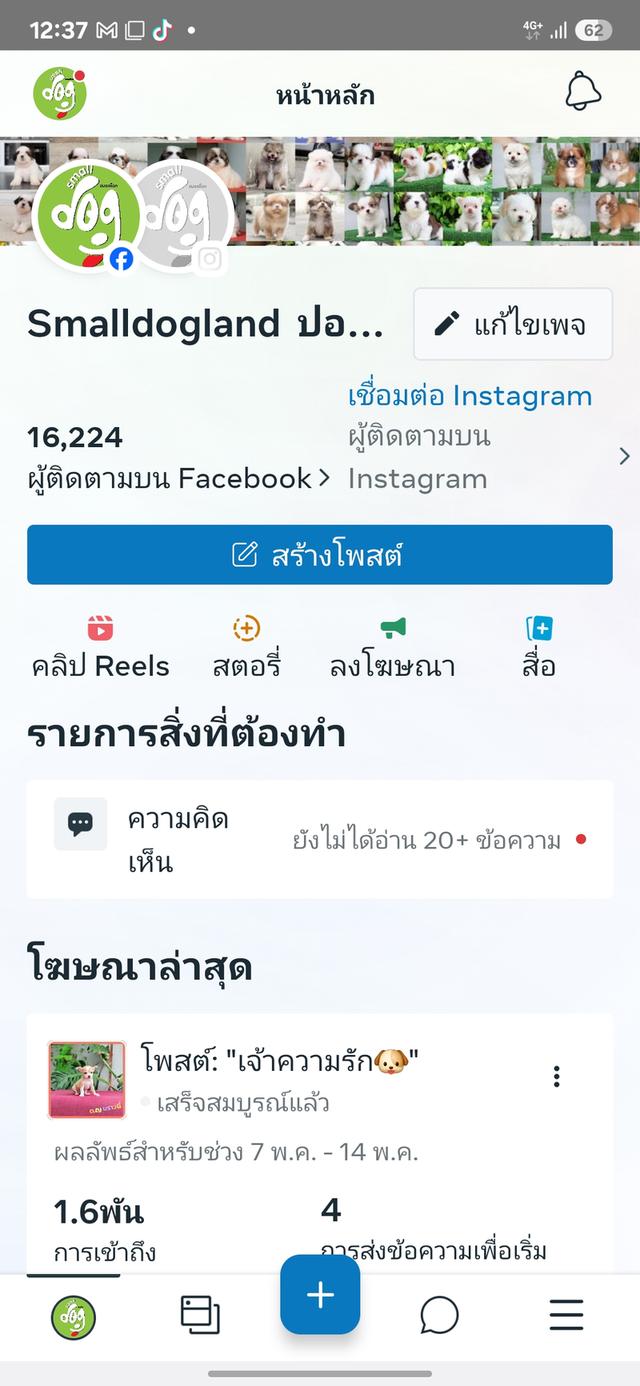 ปอมแท้หนุ่มหล่อน้องร๊อกเก็ต 6