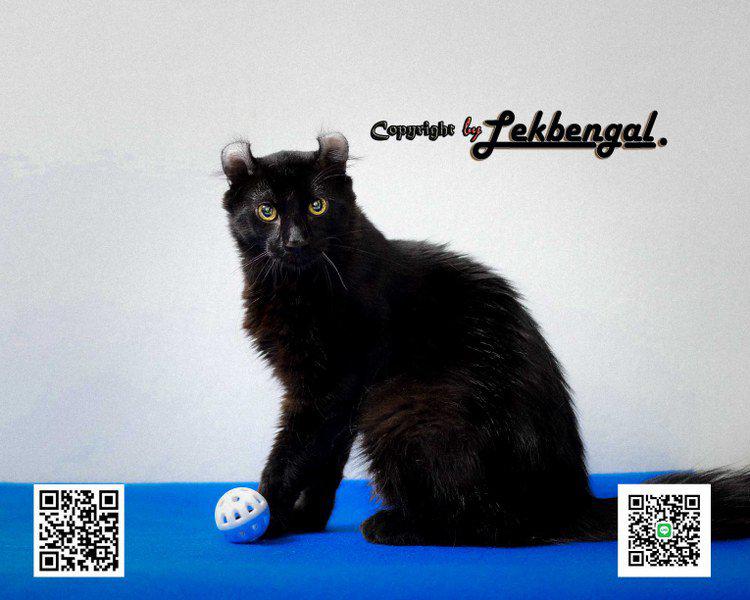 ราคาพิเศษขายลูกแมว อเมริกันเคลอ American Curl สายพันธุ์แท้ เพศผู้  6