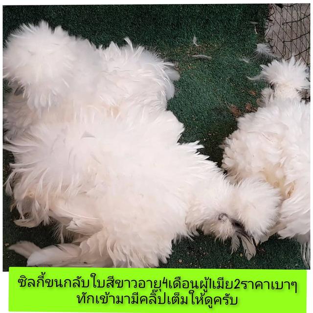 ซิลกี้ขนใบย้อนกลับสีดขาวอายุ4ดือนชุด3ตัวผู้1เมีย2"โปรพิเศษส่งฟรีทั่วไทย"