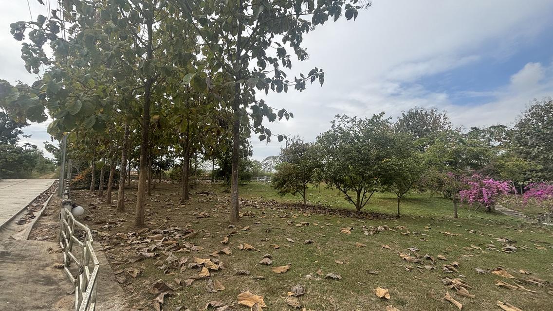 ที่ดินพร้อมบ้าน 2 ไร่ 2.7 ล้าน ต.วังหมี บ้านโคกสันติสุข 12