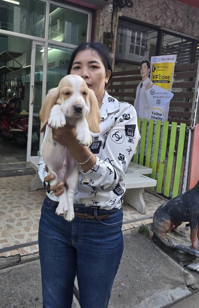 บาสเซ็ตฮาว์ดใบเพ็ดสมาคมพัฒนาพันธุ์สุนัข รูปที่ 6