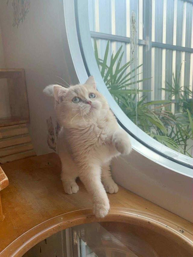 แมว บริติชช็อคแฮร์เด็กผู้ชาย 5เดือน 10