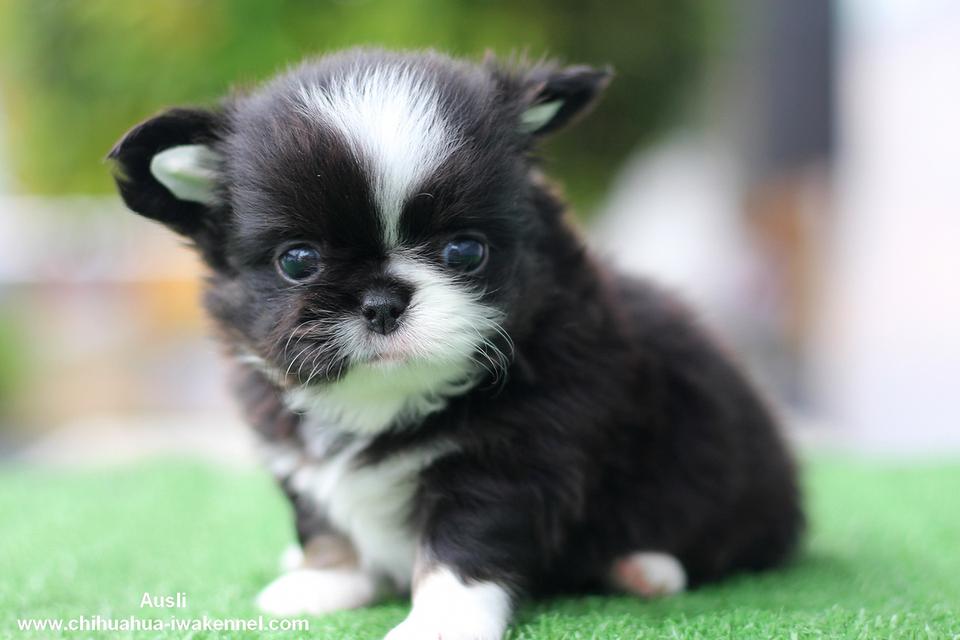 จำหน่ายลูกสุนัขชิวาวา