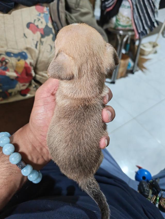 ขายลูกชิวาวา ผู้หญิง พร้อมย้ายบ้าน 2