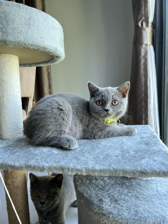 ลูกแมว บริติช ช็อตแฮร์ ใบเพ็ดนอกWCF(British Shorthair) 6