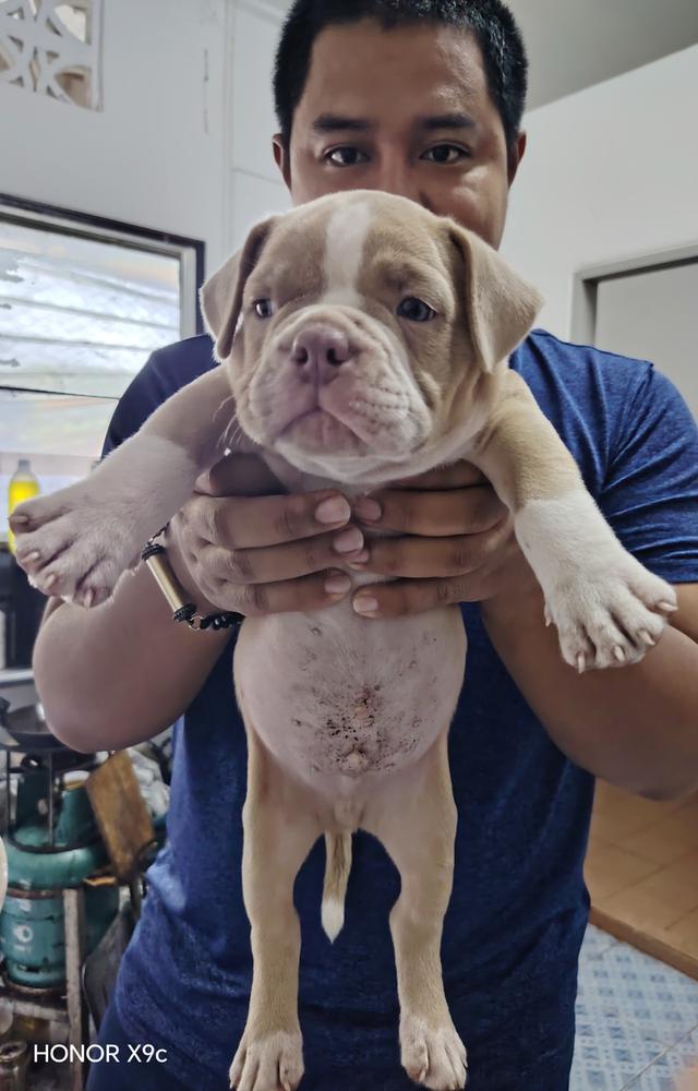 American bully  3