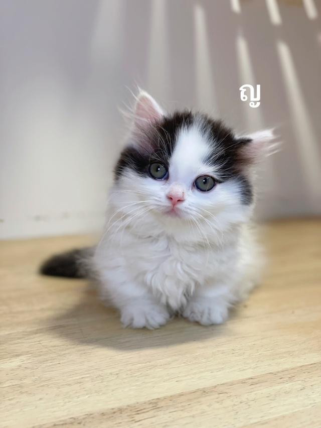 ลูกแมวมันช์กิ้นขาสั้น รูปย่อยที่ 4