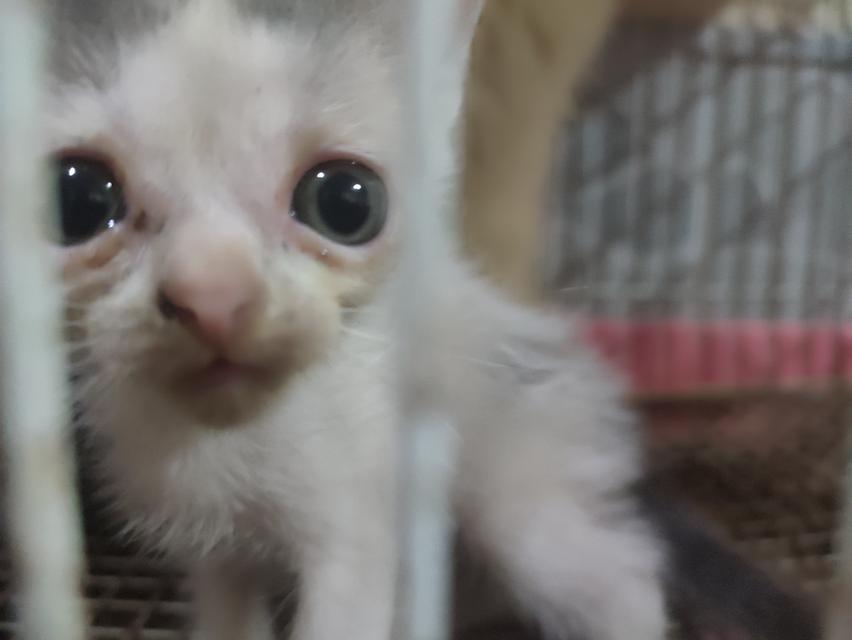 เตรียมขาย ลูกแมวสก้อติชเลือด75%ราคานักศึกษา