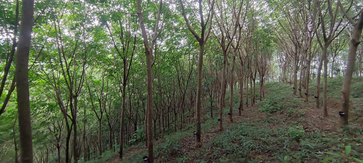ขายที่ดินบนภูเขา 51 ไร่ วิวทะเล ใกล้หาดบางสัก พังงา 5