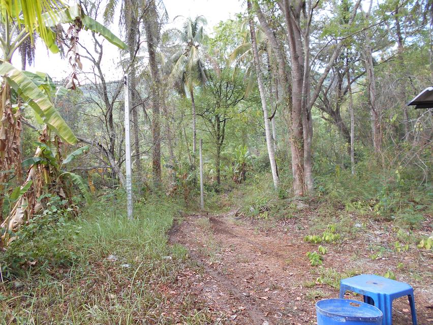 ที่ดินติดลำห้วย บ้านผาแดง ต.นายม อ.เมือง จ.เพชรบูรณ์ 10