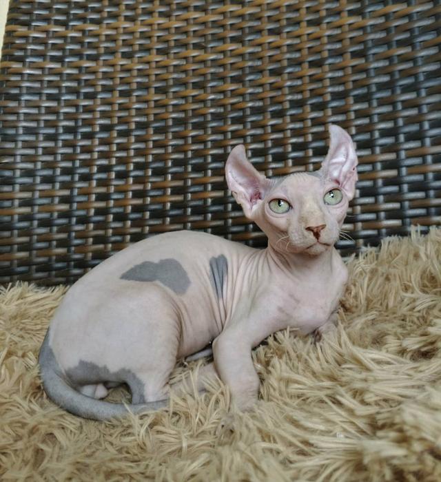 31.แมวดเวล/เพศผู้ Dwelf Cat/Male 6