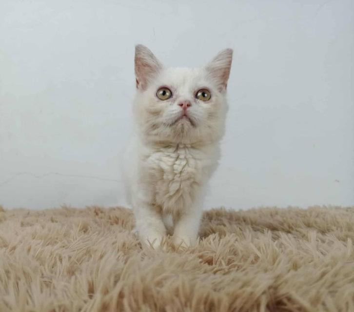 6.แมวมันช์กิ้นขายาว/เพศผู้ Munchkin Cat long legs/Male 6