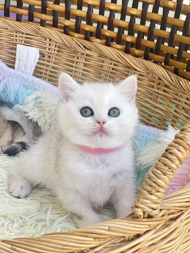 ดญ. สก็อตติชโฟล(สก็อต+บริติช)