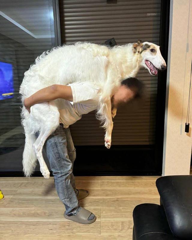 ขาย Borzoi แท้ นำเข้า 2