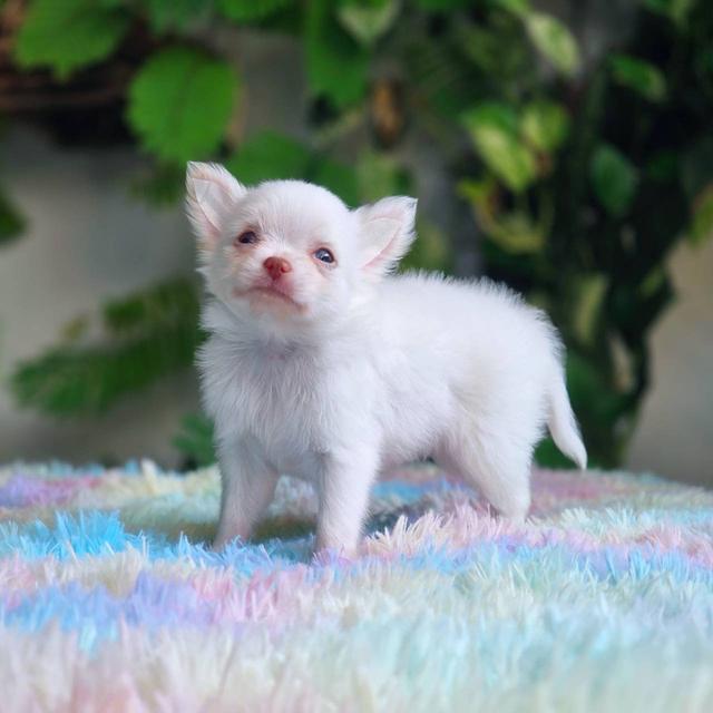 ชิวาวาผสมปอม เพศผู้ สีขาว พิกัดรามอินทรา