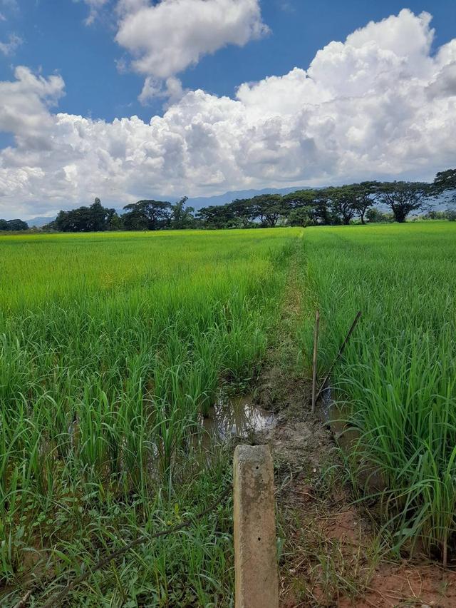 ที่ดิน 4