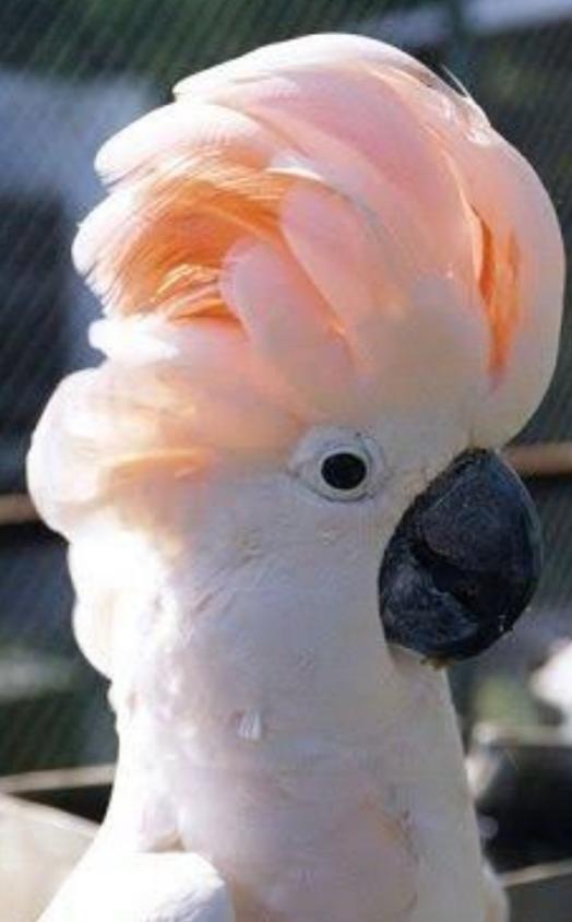 นกกระตั้วสีส้มๆ 3