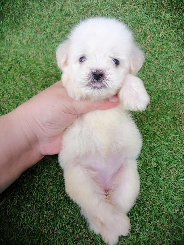 ดญ.กะทิ 3500 