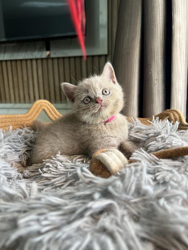 ลูกแมว บริติช ช็อตแฮร์ ใบเพ็ดนอกWCF(British Shorthair)