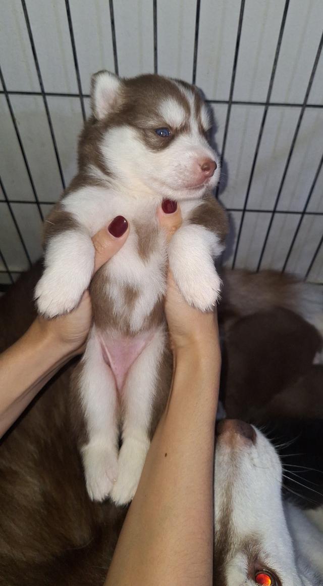 ไซบีเรียน 2