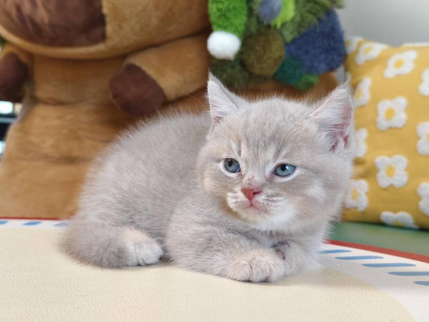 แมวขาสั้น Munchkin short leg chiangmai รูปที่ 8