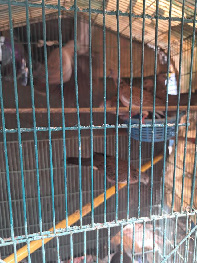 นกเขาใหญ่ นกเขาชวา