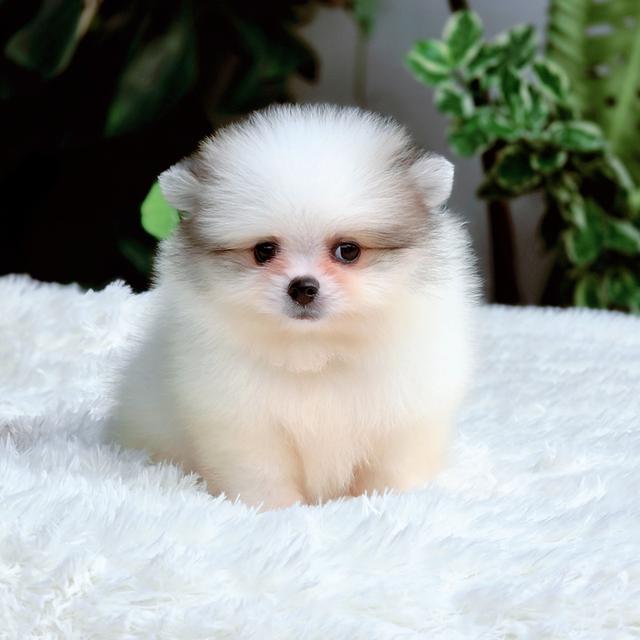 น้องวิลเลี่ยม ปอมหน้าหมีไซส์เล็กสีปาร์ตี้ฟอร์มสวยพร้อมย้ายบ้าน