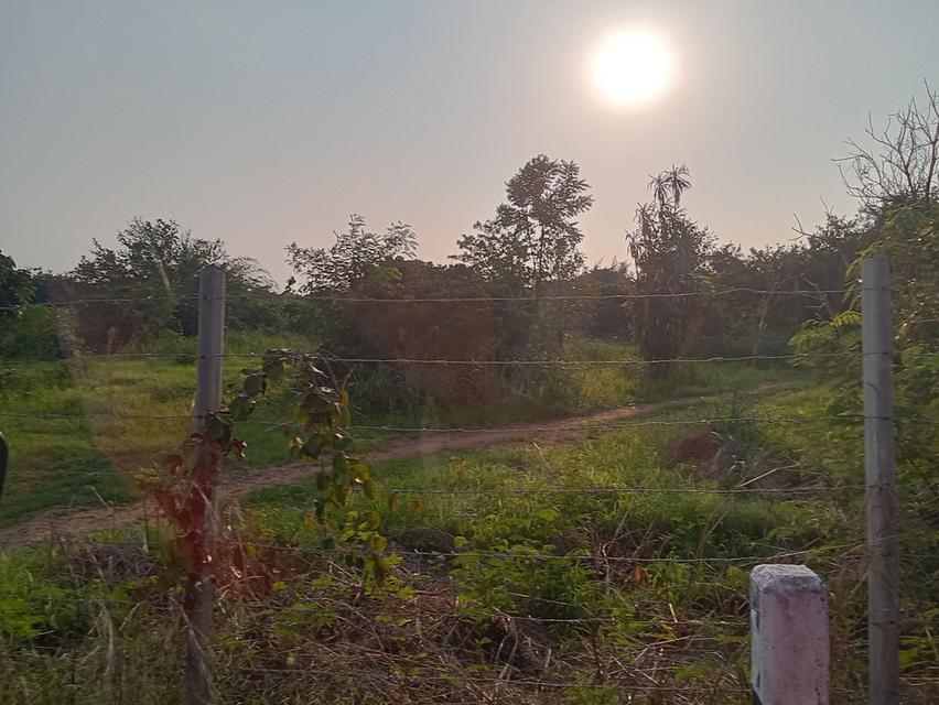 ขายที่ดินสวนลำใย 12 ไร่ นครเจดีย์ ป่าซาง ติดถนน ไฟฟ้าผ่าน ใกล้ชุมชน 5