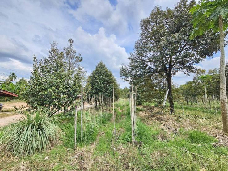 ขายที่ดินพร้อมสวนผลไม้ 5 ไร่  อำเภอนายายอาม จันทบุรี 11
