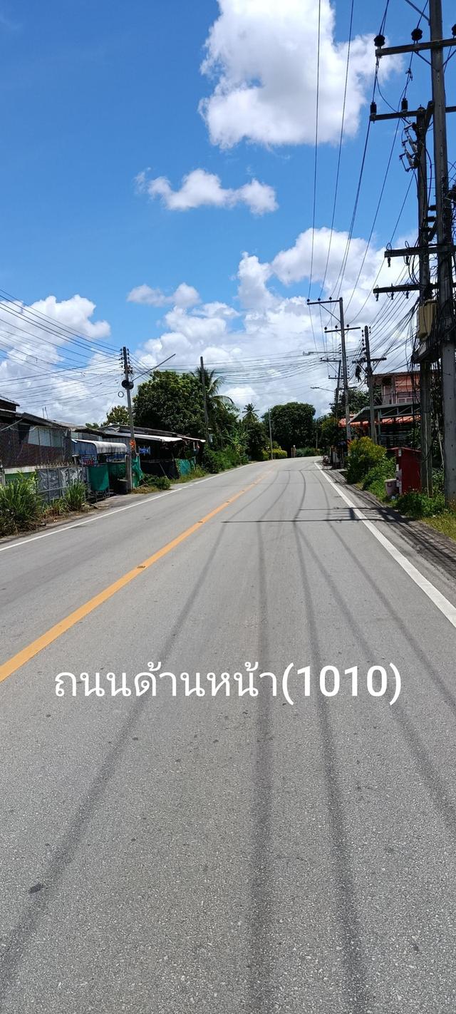 สวนมะม่วงกลางชุมชน 9ไร่ อ.บ้านโฮ่ง ลำพูน 5