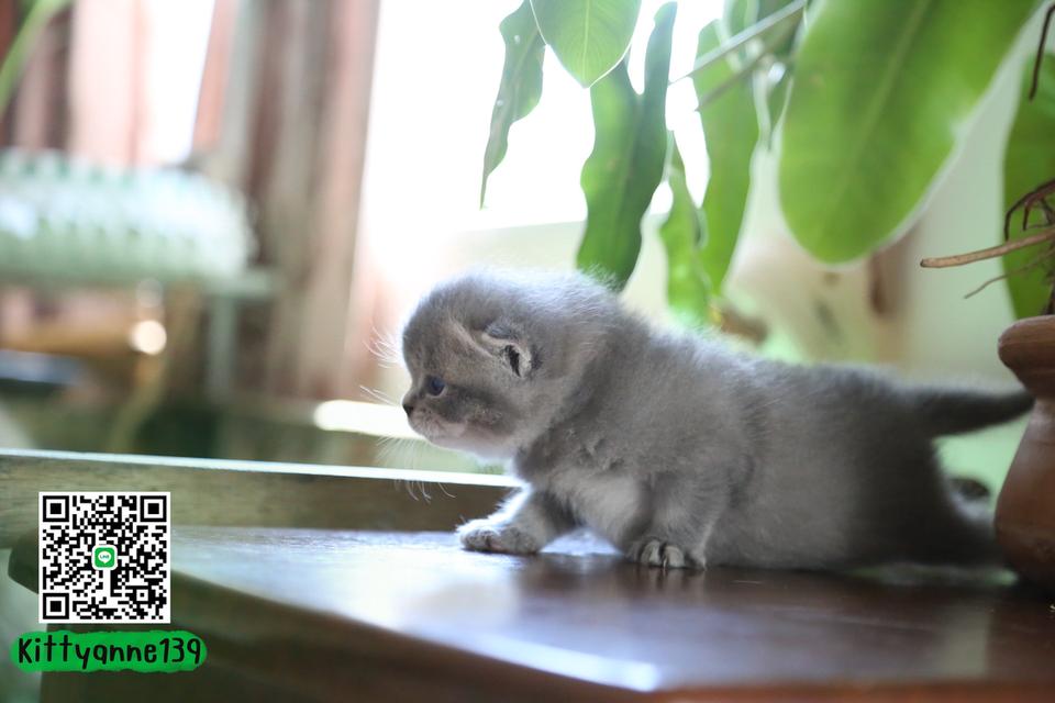 แมวเปอร์เซียผสมบริติช รูปที่ 7
