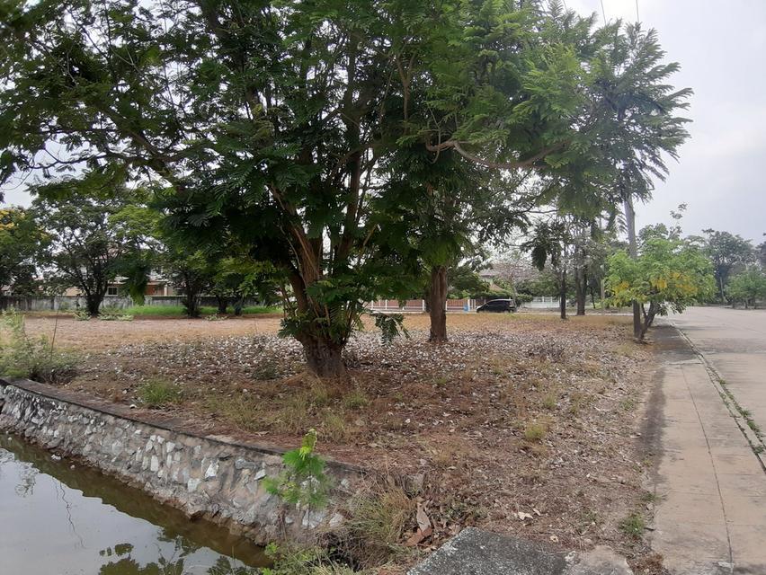 ⛳ขายที่ดินเปล่าเหมาะสำหรับปลูกสร้างบ้าน ในโครงการหมู่บ้านเดอะลากูน1 อำเภอสามโคก จังหวัดปทุมธานี ติดละเลสาป ⛳ 4