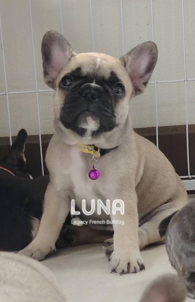 LUNA ลูกสุนัขเฟรนช์บูลด็อก เพศเมีย สีฟอว์น 2