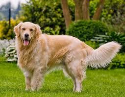 โกลเด้น รีทรีฟเวอร์ (Golden Retriever) 3