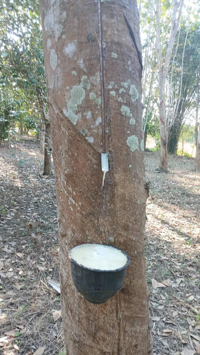 ที่ดินสวนยางมีผลไม้แซมหลากหลาย มีต้นสักขนาดใหญ่ และมีโฉนด 7