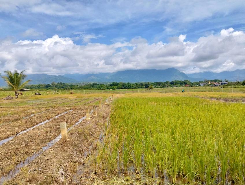 ขายที่ดินวิวดอยหลวงเชียงดาว – ทำเลทอง อ.เชียงดาว จ.เชียงใหม่ 8