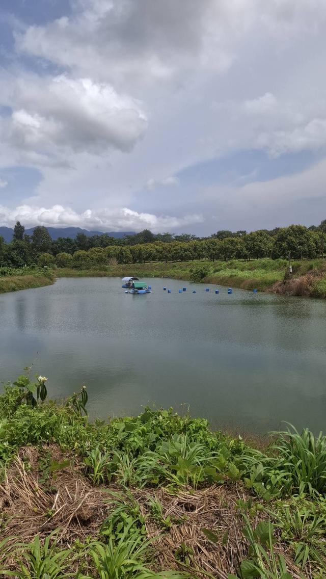 สวนทุเรียนให้ผลผลิต5ล้าน+ต่อปี เช็คพื้นที่ได้ทันที 9