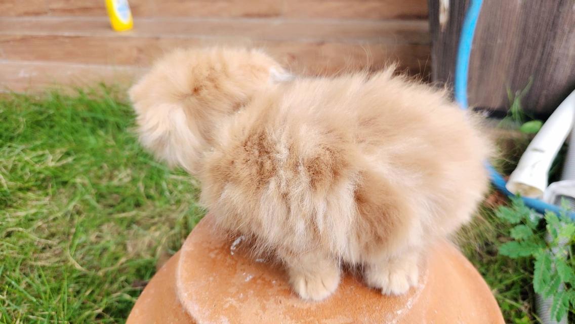 สก็อตติชโฟหูพับ+เปอร์เซีย รูปที่ 6