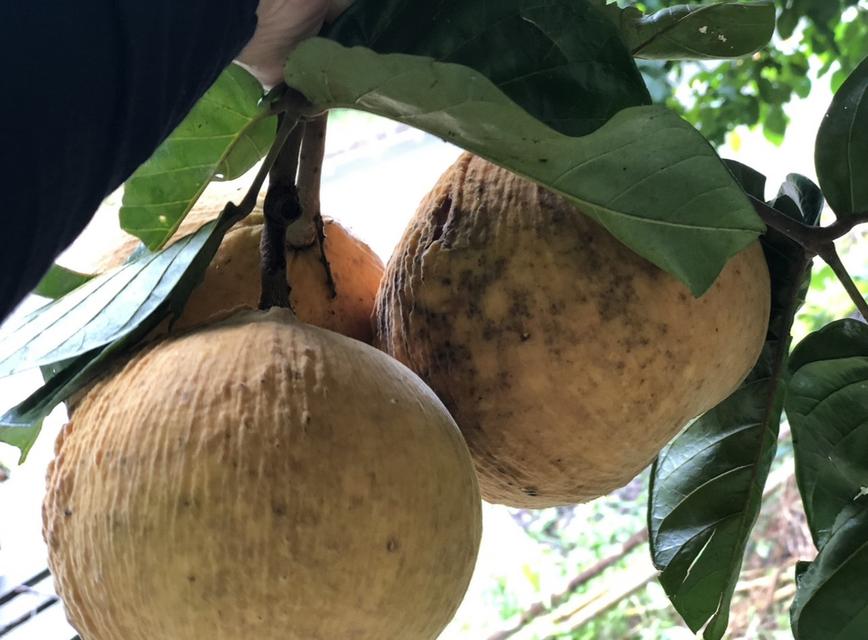 ที่ดิน สวนกระท้อน .................... 5