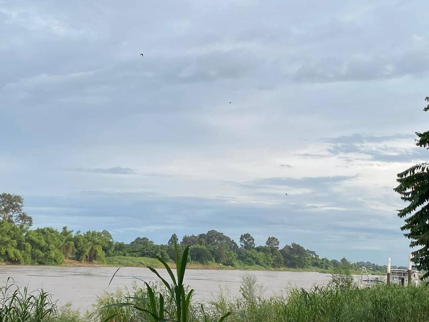 ขายที่ดินติดแม่น้ำเจ้าพระยา อำเภอพยุหะคีรี นครสวรรค์ รูปที่ 5