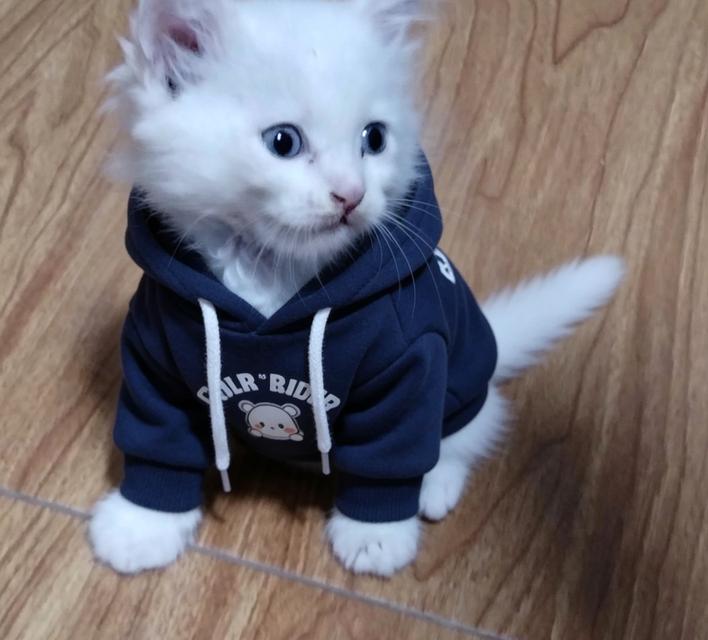 แมว scottish foldแมว scottish fold รูปที่ 1