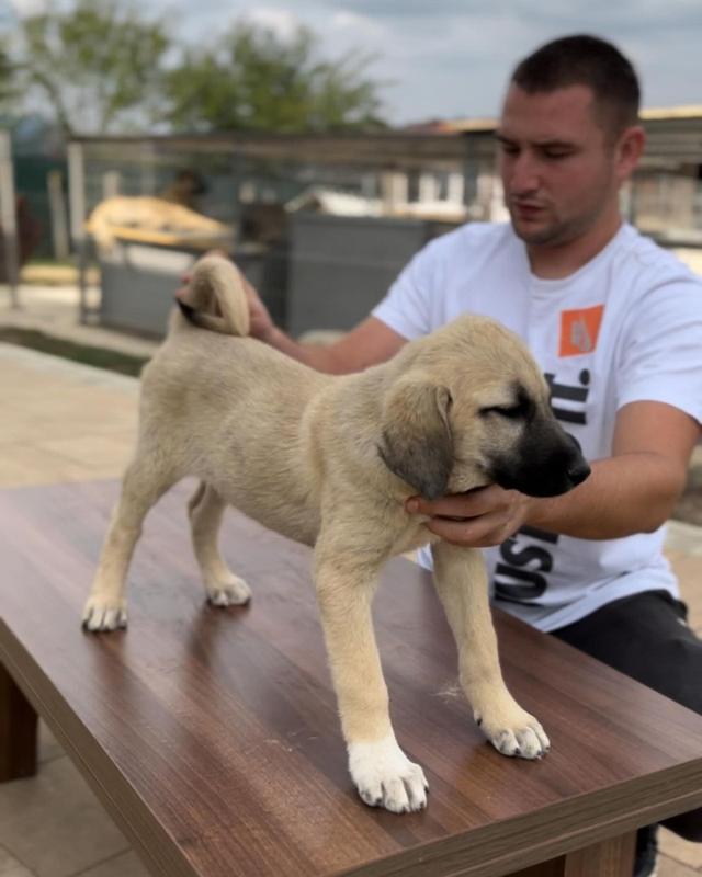 Kangal Dogs and Puppies for sale 2