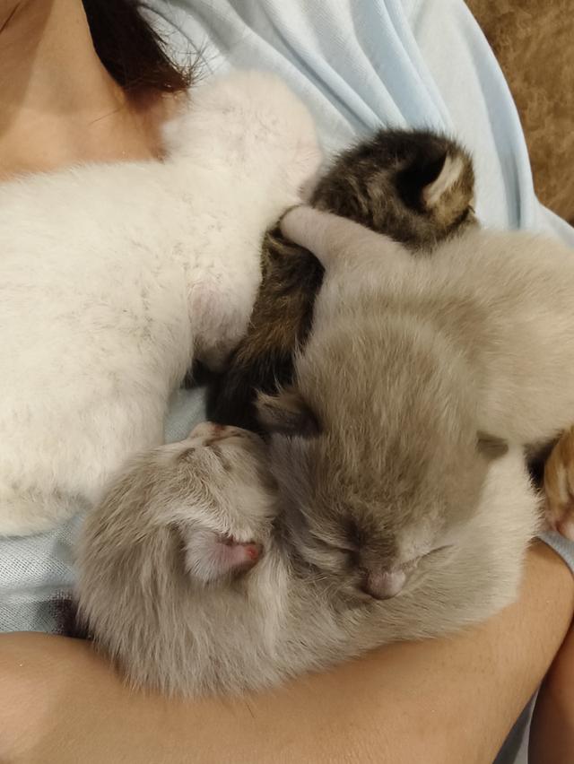 แมวเปอร์เซียแท้1เดือนพร้อมย้าย