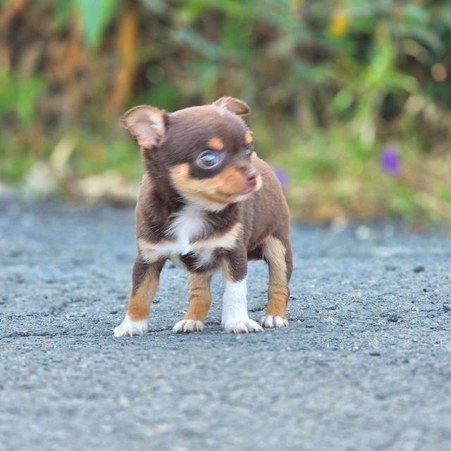 ชิวาวาแท้ขนสั้น สีช็อค ผู้ รูปที่ 8