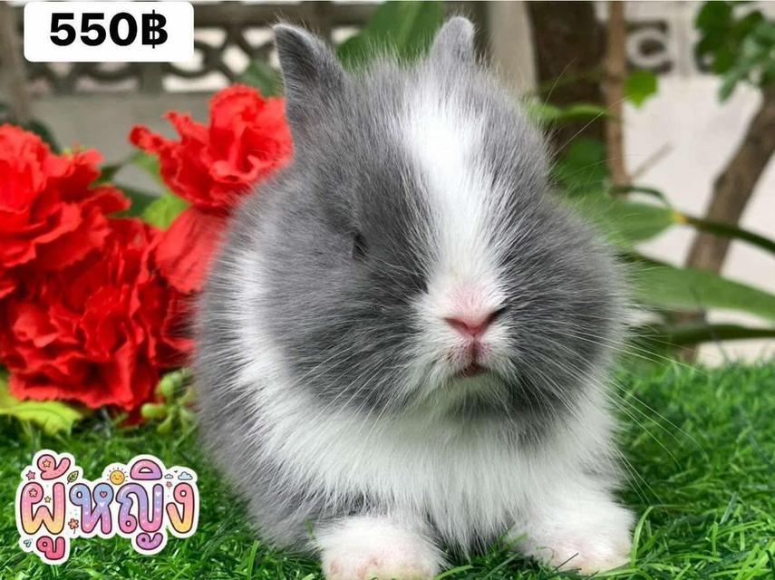 กระต่ายพันธุ์ holland lop และ Netherland dwarf รูปย่อยที่ 2