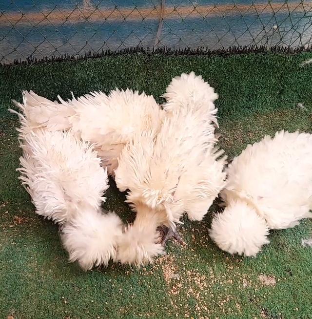 ไก่โปแลนด์ขนกลับสีขาวชุด4ตัวผู้1เมีย3"ส่งฟรีทั่วไทย" รูปที่ 5